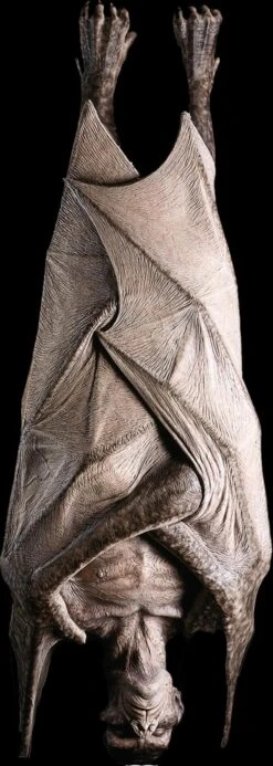 "Hanging Vampire" Monster Halloween Prop