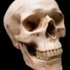 "Life-Size Skull - Aged 2nd Class" Halloween Prop