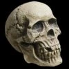 "Realistic Rotting Skull" Halloween Prop