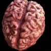 "Silicone Brain" Body Part Halloween Prop