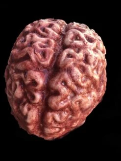 "Silicone Brain" Body Part Halloween Prop